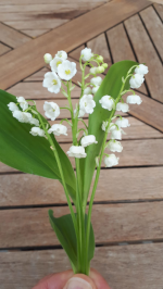 brin de muguet
