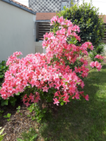 Azalea Japnica